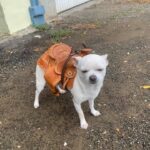 202221665 316647583414264 4056249081830224781 N 150x150