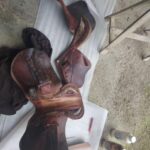 Stages Révision sur selle CWD