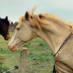 507049181 4198420357108813 5905392588196999153 N 150x150