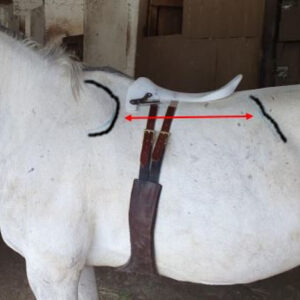 Saddle fitting 92bf0a_3f57c4c0ab9a49baa815f6f63ca7c324~mv2