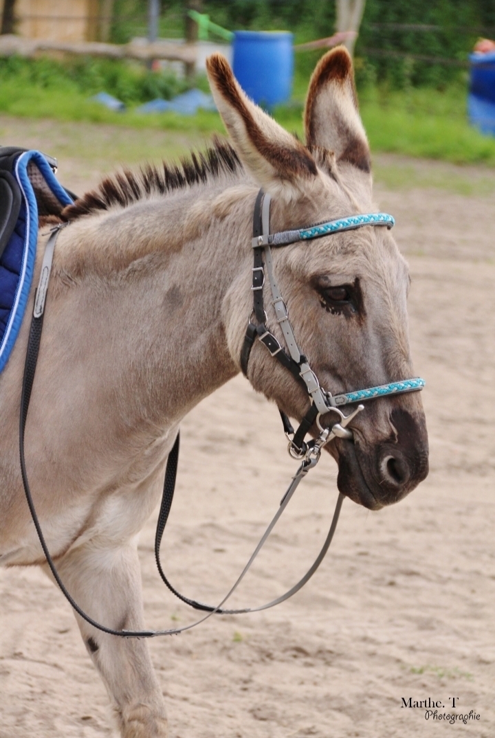 Screenshot_20240923_132001_Gallery 2 en 1 bridon-licol en Biothane® ou sangle enduite PVC – Image 2