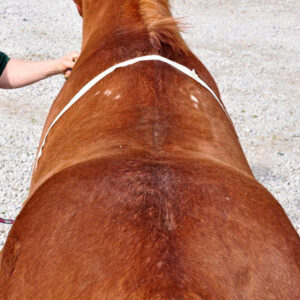 Saddle fitting wide-back