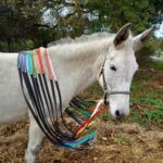 Créations équestres artisanales rênes grip en biothane® ou sangle enduite pvc