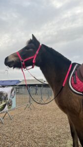 Créations équestres artisanales licol en biothane® ou sangle enduite pvc