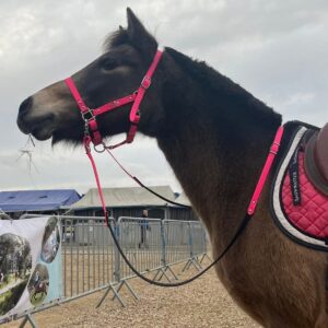 Licol en Biothane® ou sangle enduite PVC