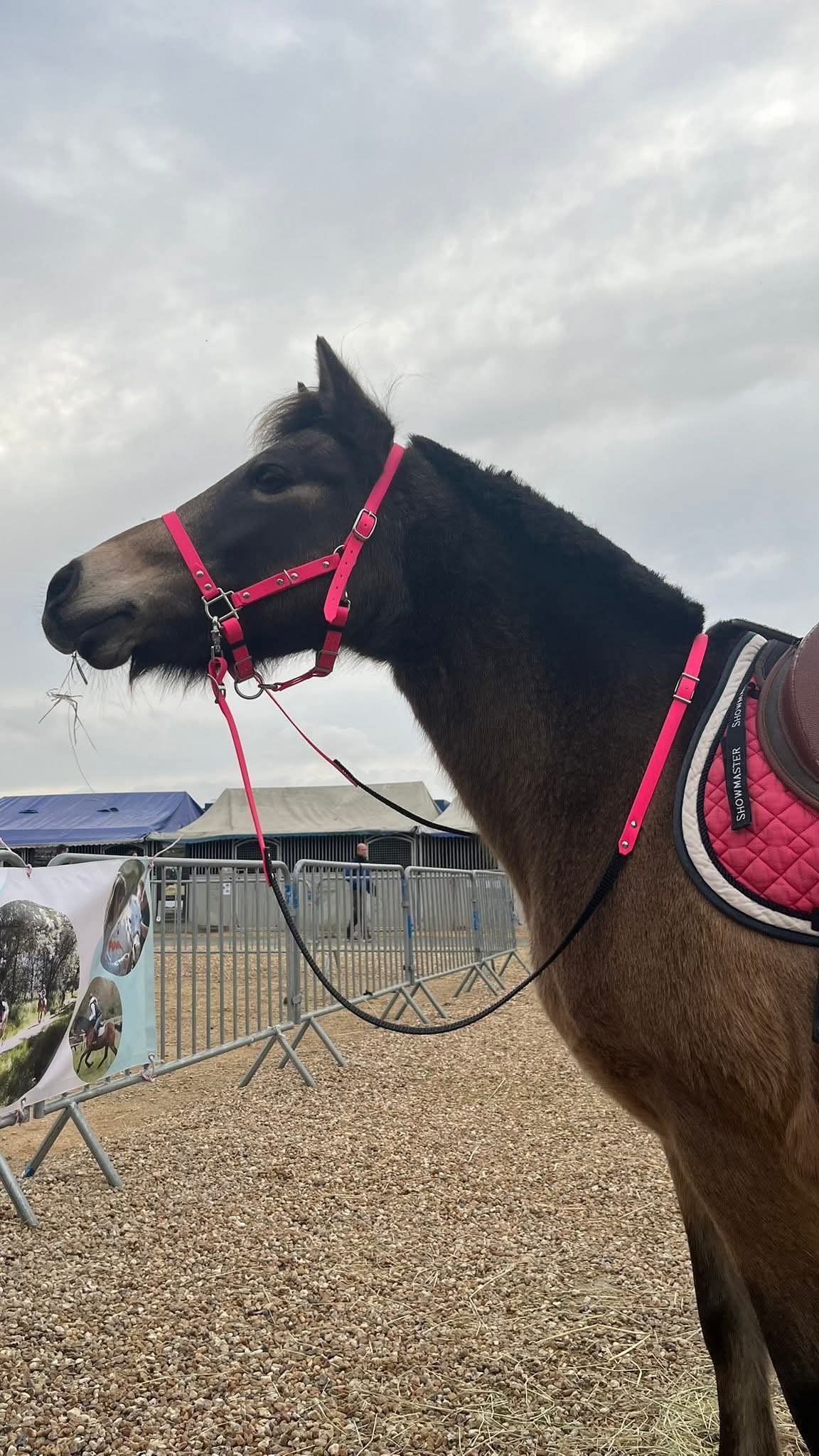 licol en biothane® ou sangle enduite pvc