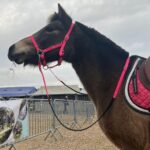 Créations équestres artisanales rênes grip en biothane® ou sangle enduite pvc