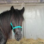 Créations équestres artisanales licol en biothane® ou sangle enduite pvc