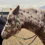 Créations équestres artisanales rênes grip en biothane® ou sangle enduite pvc