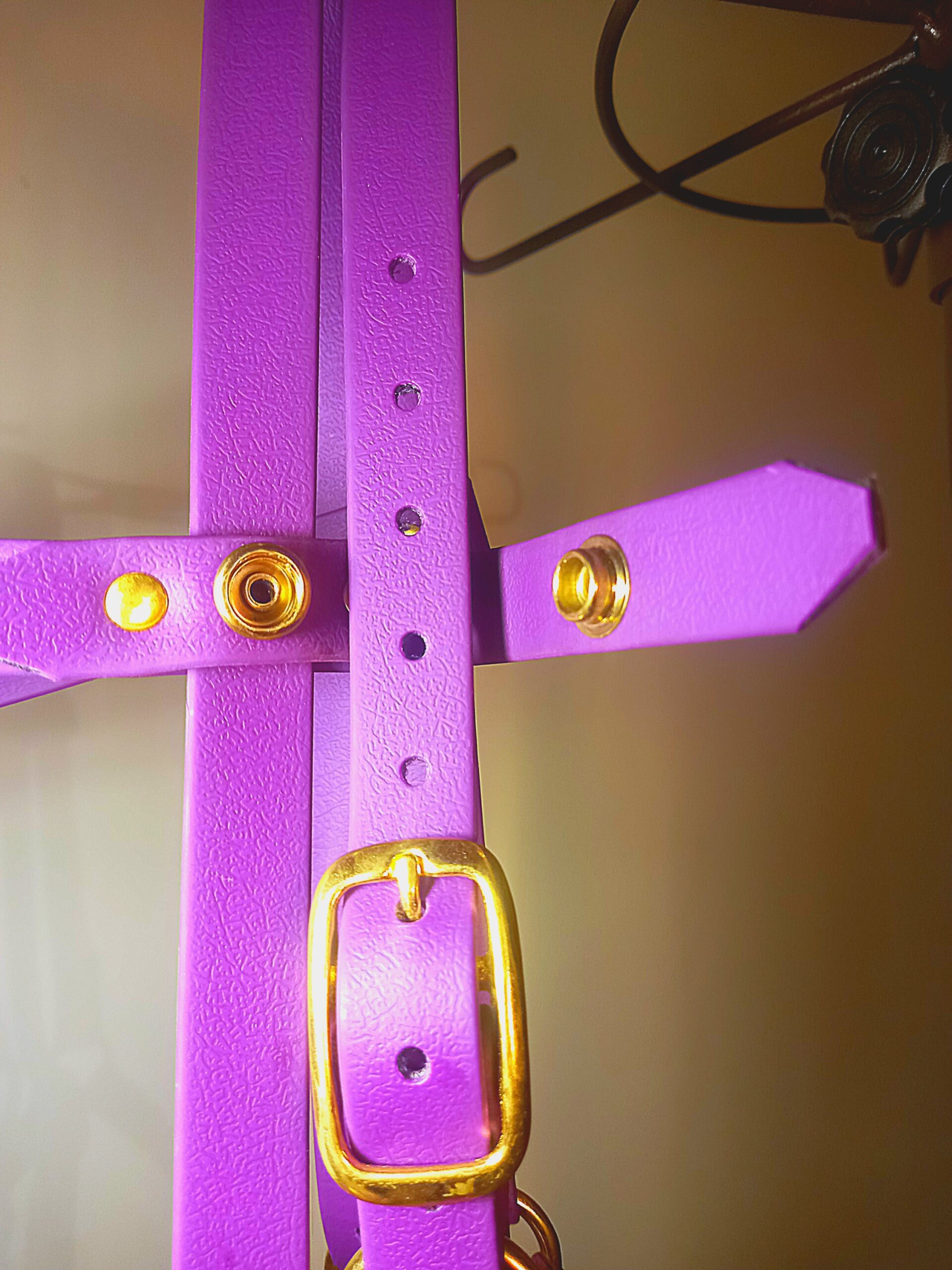 2025/11/1000027030-scaled.jpg 2 en 1 bridon licol en biothane® ou sangle enduite pvc