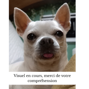 collier en biothane® ou sangle enduite pvc