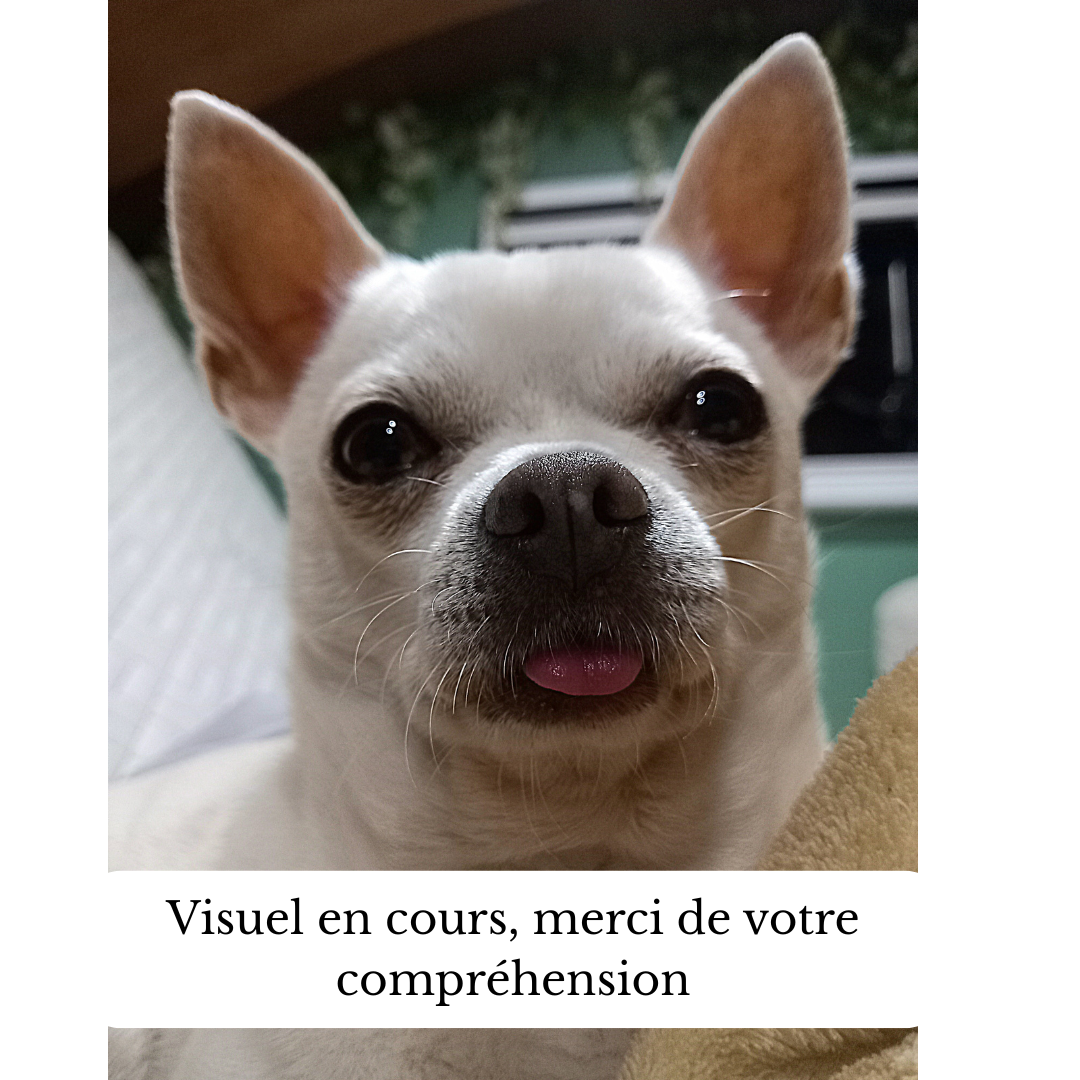 Collier en Biothane® ou sangle enduite PVC collier en biothane® ou sangle enduite pvc