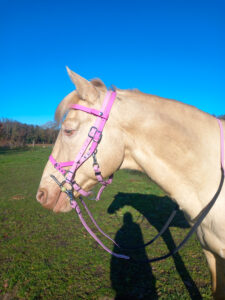 Créations équestres artisanales 3 en 1 bridon licol sidepull en biothane® ou sangle enduite pvc