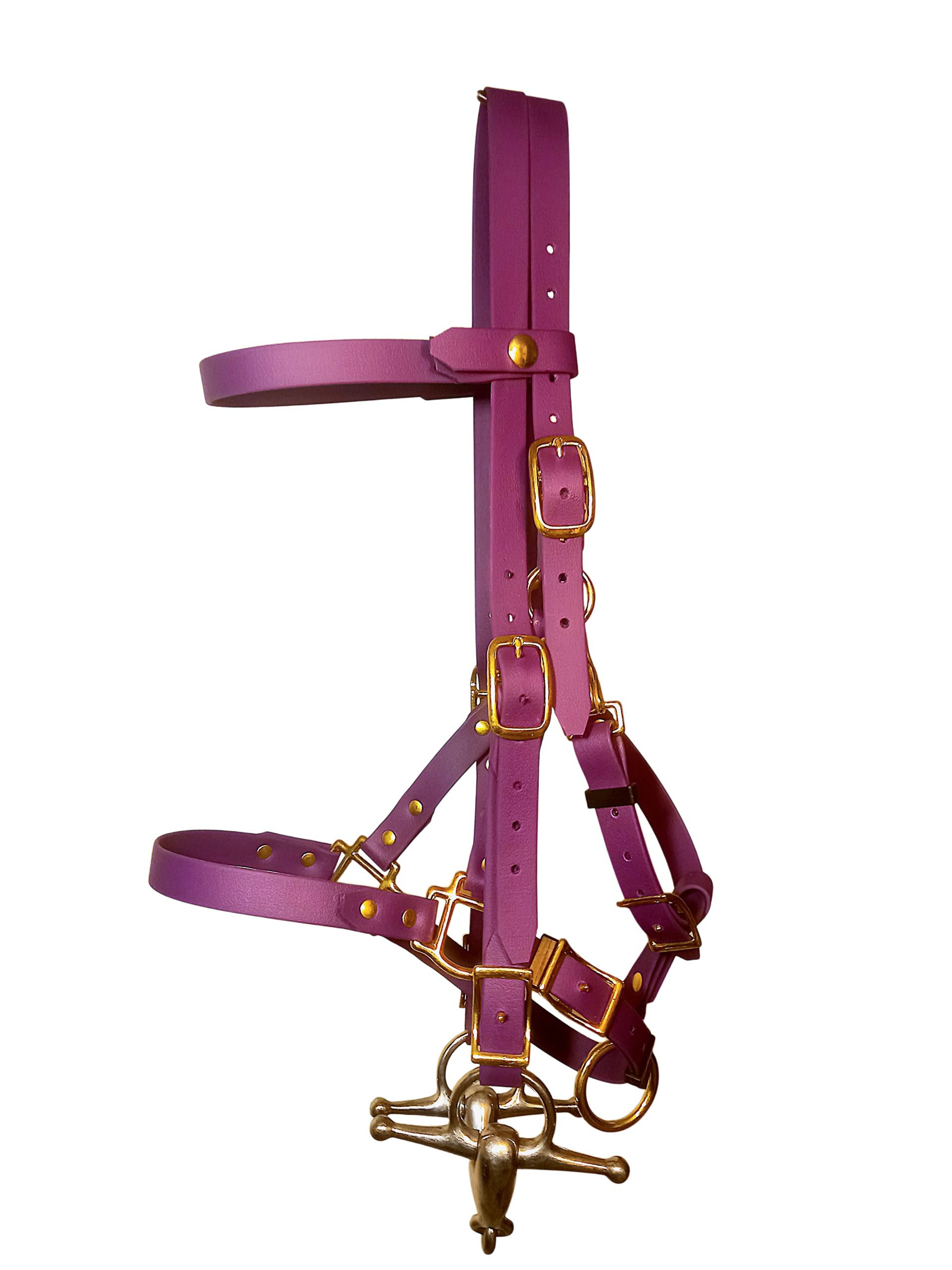 En stock – 2 en 1 bridon-licol taille COB en stock 2 en 1 bridon licol taille cob