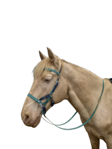 Créations équestres artisanales sidepull en biothane® ou sangle enduite pvc