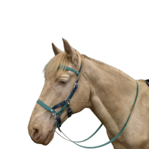 Sidepull en Biothane® ou sangle enduite PVC