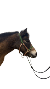 en stock – licol imperméable