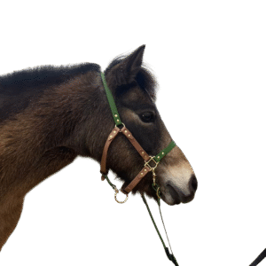 En stock – Licol imperméable